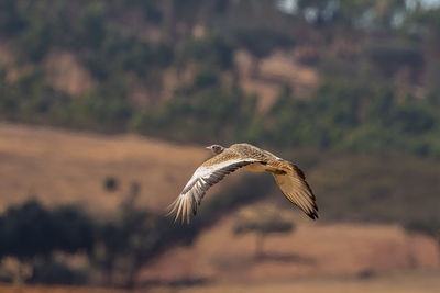 Close-up of bird flying mid-air