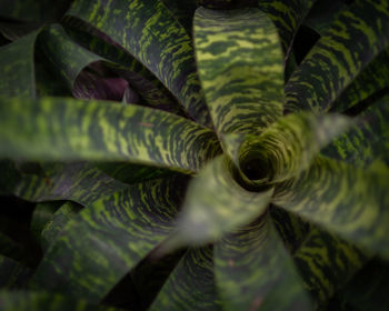 Close-up of green leaves