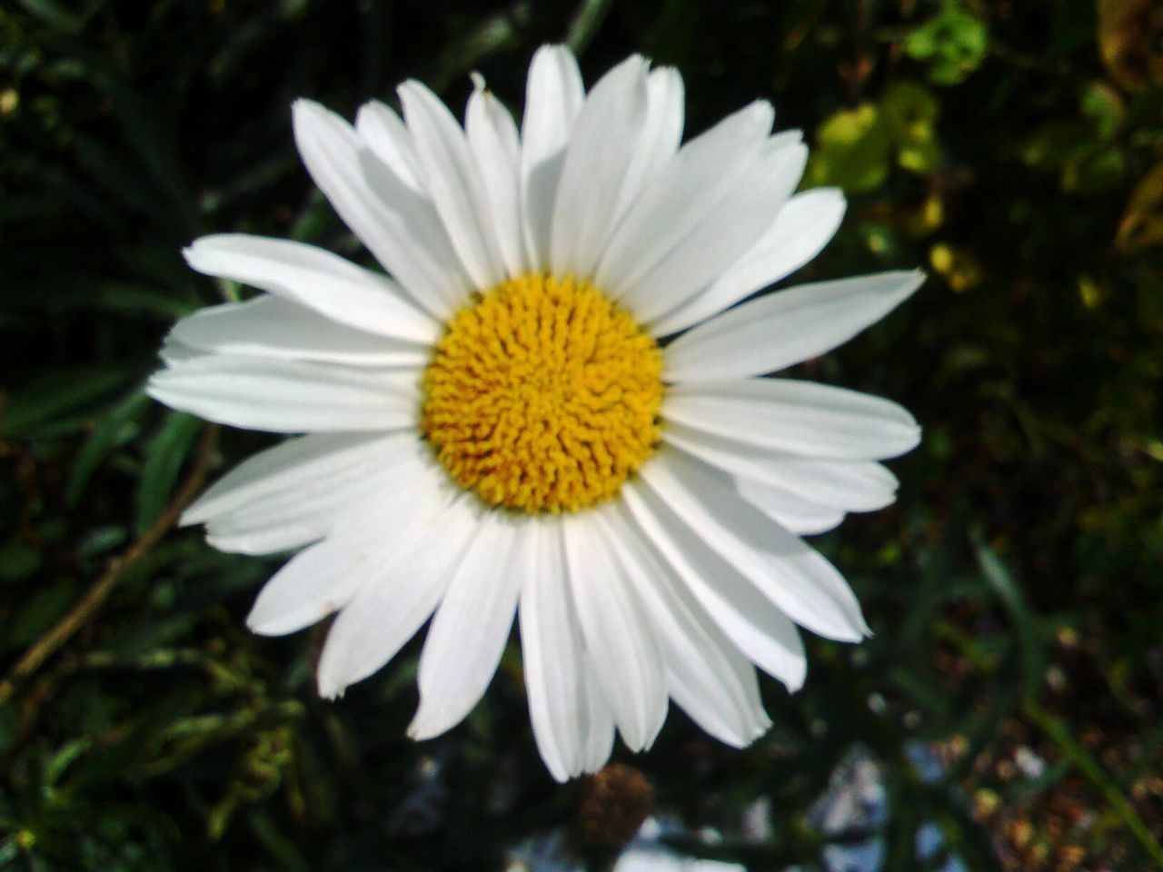 flower, petal, flower head, freshness, fragility, white color, pollen, single flower, yellow, daisy, growth, blooming, beauty in nature, close-up, focus on foreground, nature, plant, in bloom, outdoors, day