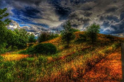 Plants growing on land against sky