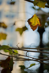 Close-up of autumnal leaves against blurred background