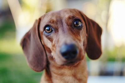 Close-up portrait of dog