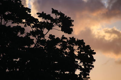 Low angle view of silhouette tree against sky during sunset