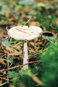 Close-up of mushroom growing on field