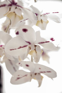 Close-up of white flowering plant