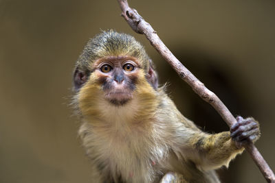 Close-up of monkey