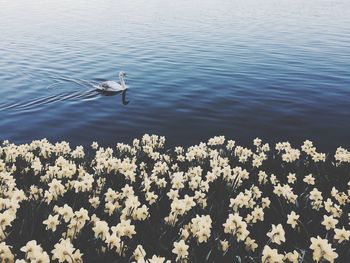 Flowers floating on water