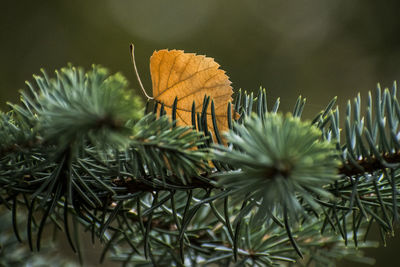 Close-up of pine tree with leaves