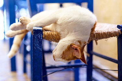 Close-up of a cat lying on railing