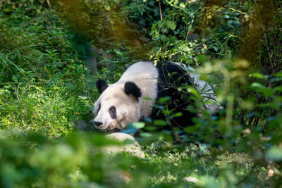 Giant panda lying amidst plants
