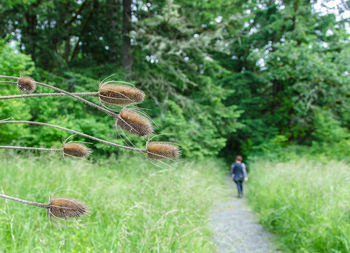 Close-up of mushroom in forest