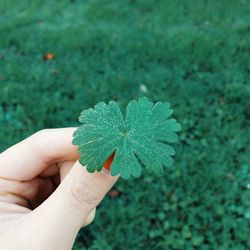 Close-up high angle view of hand holding leaf