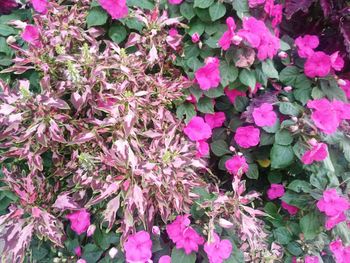 Close-up of pink flowers