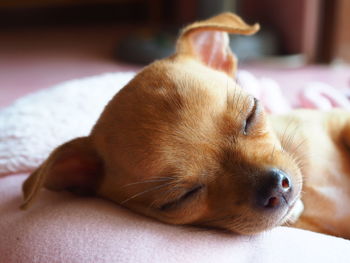 Close-up of a dog resting on bed