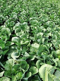 Full frame shot of plants growing on field