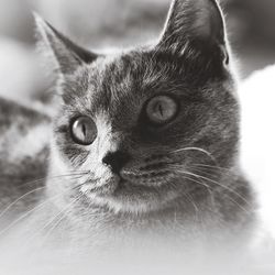 Close-up portrait of a cat