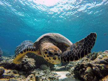 Turtle swimming in sea