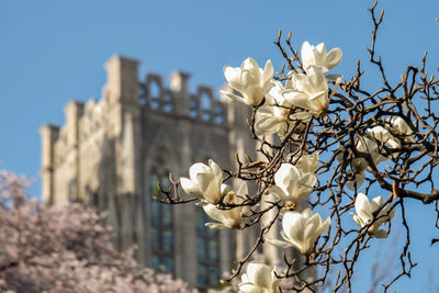 Low angle view of white flowering plant against sky