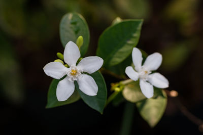 Close-up of white flowering plant