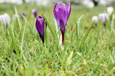 Close-up of purple crocus blooming on field