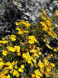 Close-up of yellow flowers