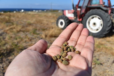 Close-up of person hand holding fava beans on field