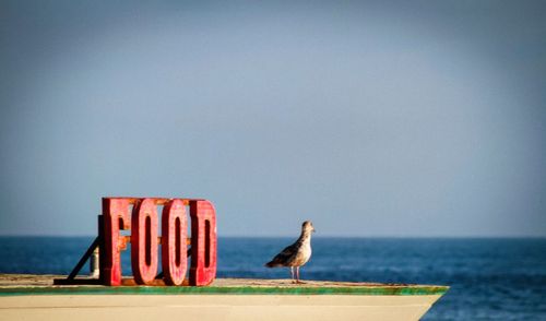 Seagull perching on wooden post against sea