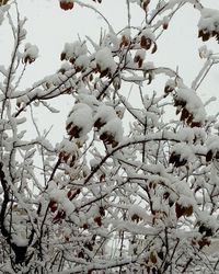 Low angle view of branches