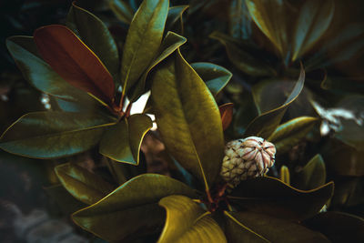 Close-up of green leaves on magnolia tree