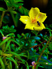 Close-up of yellow flowering plant