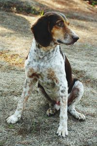 Close-up of dog sitting on field