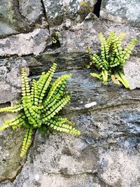 High angle view of plant