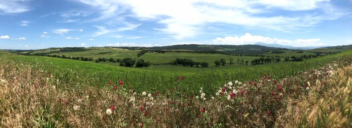 Scenic view of grassy field against sky