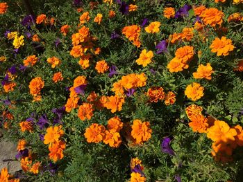 High angle view of multi colored flowers blooming on field