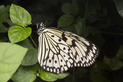 Butterfly perching on leaf