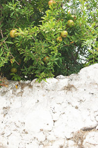 View of fruits growing on tree against wall