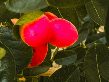 Close-up of strawberry growing on plant
