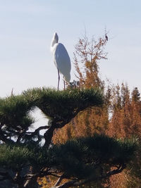 Bird perching on tree by lake against sky