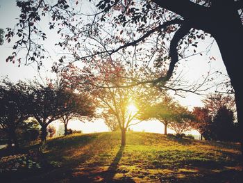 Scenic view of grassy field against sky at sunset