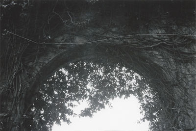 Low angle view of trees in forest