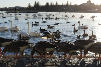 Birds in lake