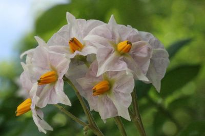 Close-up of yellow flower