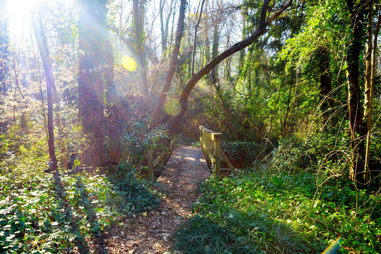 plant, tree, natural environment, woodland, sunlight, forest, nature, land, growth, tranquility, beauty in nature, sunbeam, leaf, day, no people, tranquil scene, autumn, trail, green, scenics - nature, lens flare, wilderness, old-growth forest, rainforest, non-urban scene, environment, outdoors, vegetation, jungle, footpath, landscape, sun, idyllic, back lit, lush foliage, tree trunk, trunk, foliage