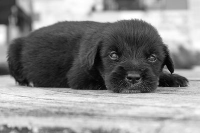 Close-up of a dog