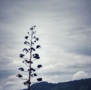 Low angle view of silhouette tree against sky