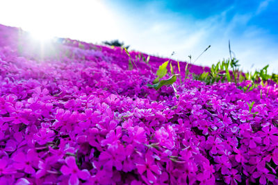 Close-up of pink flowering plants on land against sky