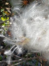 Close-up of flower plant