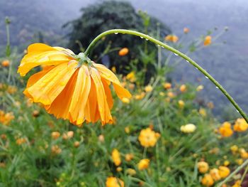 Close-up of yellow flowering plant