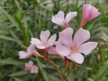 Close-up of pink flowering plant