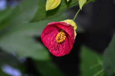 Close-up of pink flower blooming outdoors